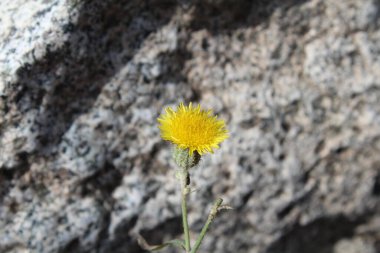 Perennial sow thistle or  Sonchus arvensis clipart