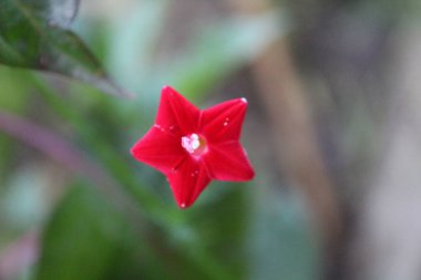 Cypress sarmaşığı or Ipomoea dörtlü kırmızı çiçekler