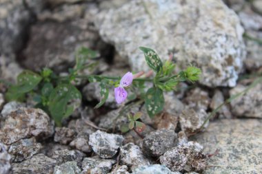 Mountain Foldwing veya Dicliptera baphica 