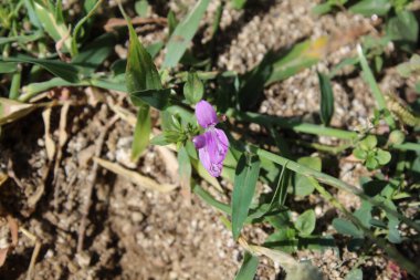 Mountain Foldwing veya Dicliptera baphica 