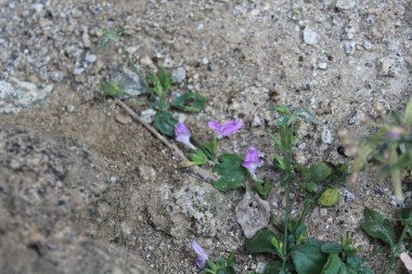 Mountain Foldwing veya Dicliptera baphica 
