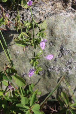 Mountain Foldwing veya Dicliptera baphica 