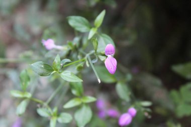 Mountain Foldwing veya Dicliptera baphica 