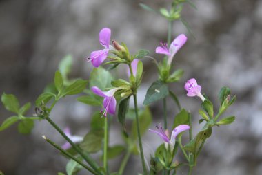 Mountain Foldwing veya Dicliptera baphica 