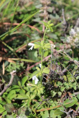 Dağ Lucas veya Leucas Montana