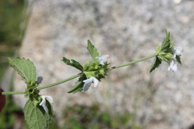 Dağ Lucas veya Leucas Montana