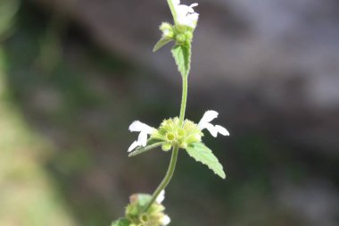 Dağ Lucas veya Leucas Montana