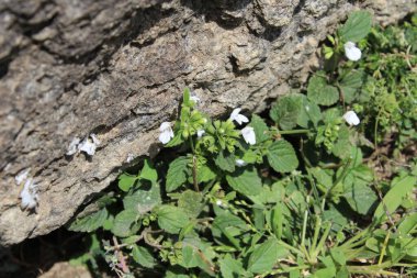 Dağ Lucas veya Leucas Montana