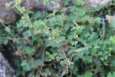 Dağ Lucas veya Leucas Montana