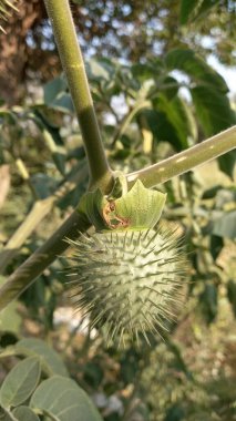 Jimson otu, Datura stramonyumu, Thornapple veya şeytan trompeti.
