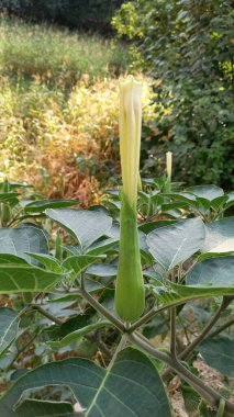 Jimsonweed, Datura stramonium, thornapple or devil's trumpet clipart