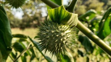 Jimsonweed, Datura stramonium, thornapple or devil's trumpet clipart