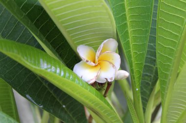 Plumeria Rubra veya Frangipani beyaz çiçeği