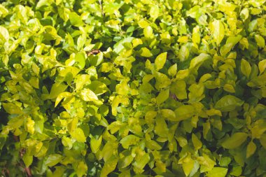 Duranta Erecta yeşil ve taze yapraklar