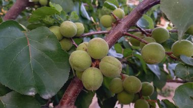 Yeşil kayısı kökleri, taze yapraklar.