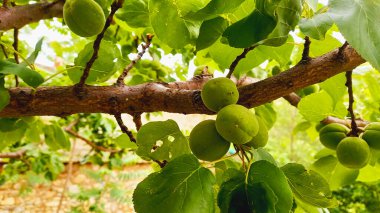 Yeşil kayısı kökleri, taze yapraklar.