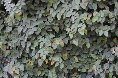 Ficus Pumila, Sürünen İncir veya Tırmanan İncir