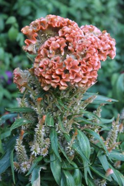 Celosia argentea, gümüş horoz tarak veya horoz tarağı çiçekler, tohumlar ve bitkiler