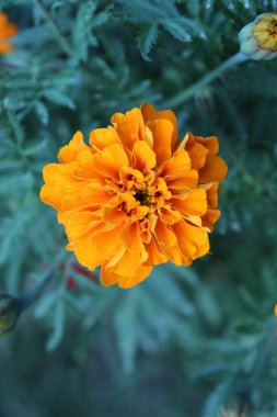 Tagetes, Calendula veya Merigold sarı çiçeği