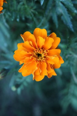 Tagetes, Calendula or Merigold yellow flower clipart