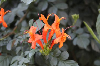Hanımeli ya da Tecoma Capensis çiçekleri