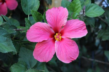 Hibisceae, Thespesia grandiflora veya Shoeblackplant Güzel Kırmızı Çiçek