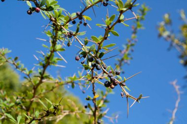 Berberis, Oregon Üzümü, Mountain Üzümü, Oregon Barberry, Oregon Üzümü, Sarılık Böğürtlen, Woodsour, Sowberry, Pepperidge Bush, Sourspine veya Uzun Oregon Üzümü