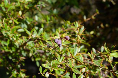 Berberis, Oregon Üzümü, Mountain Üzümü, Oregon Barberry, Oregon Üzümü, Sarılık Böğürtlen, Woodsour, Sowberry, Pepperidge Bush, Sourspine veya Uzun Oregon Üzümü