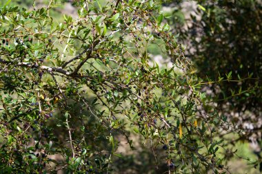 Berberis, Oregon Üzümü, Mountain Üzümü, Oregon Barberry, Oregon Üzümü, Sarılık Böğürtlen, Woodsour, Sowberry, Pepperidge Bush, Sourspine veya Uzun Oregon Üzümü