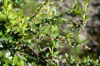 Berberis, Oregon Üzümü, Mountain Üzümü, Oregon Barberry, Oregon Üzümü, Sarılık Böğürtlen, Woodsour, Sowberry, Pepperidge Bush, Sourspine veya Uzun Oregon Üzümü