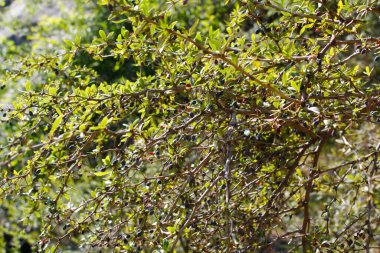 Berberis, Oregon Üzümü, Mountain Üzümü, Oregon Barberry, Oregon Üzümü, Sarılık Böğürtlen, Woodsour, Sowberry, Pepperidge Bush, Sourspine veya Uzun Oregon Üzümü