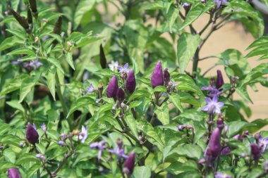 Biberli ya da biberli.