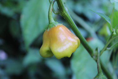 Bishop tacı, Capsicum baccatum, Noel çanı, Joker şapkası veya biber.,