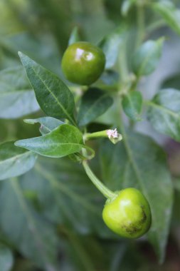 Biberli ya da biberli.