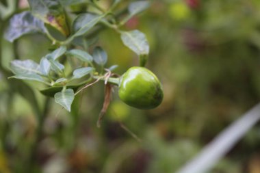 Biberli ya da biberli.