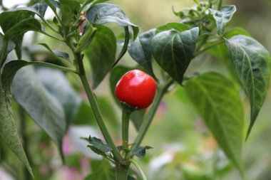 Biberli ya da biberli.