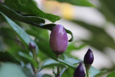 Biberli ya da biberli.