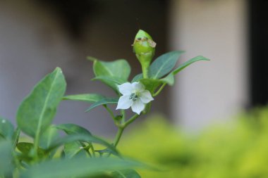 Biberli ya da biberli.