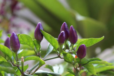 Biberli ya da biberli.