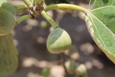 Yeşil incirler Yapraklı ve saplı güzel meyveler