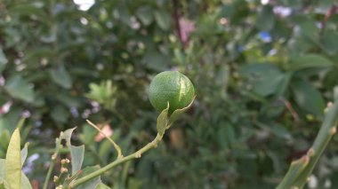 Yeşilli Yeşil Limon, Calamansi veya Citrus