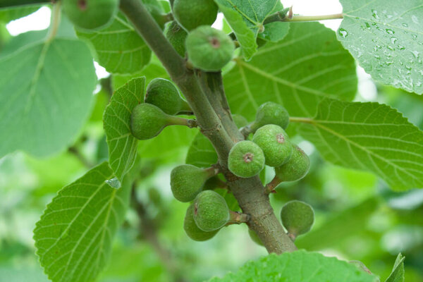 Зеленый инжир красивые фрукты со стеблями и листьями