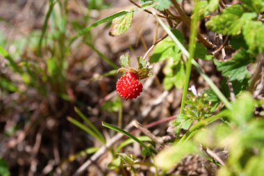 Duchesnea indica veya Sahte Çilek