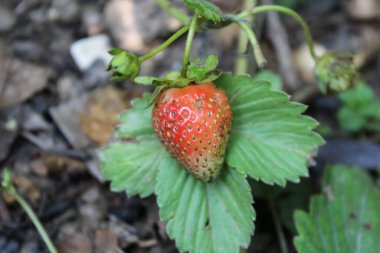Duchesnea indica veya Sahte Çilek