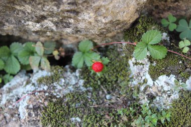 Duchesnea indica veya Sahte Çilek