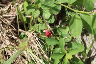 Duchesnea indica veya Sahte Çilek