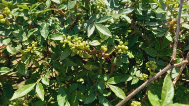 Kanatlı Kül, Şemsiye, Diş Ağrısı Ağacı