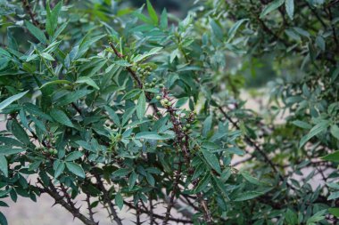 Kanatlı Kül, Şemsiye, Diş Ağrısı Ağacı