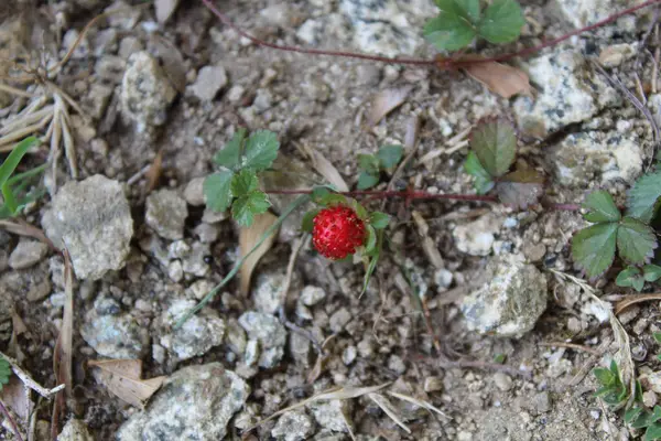 Duchesnea indica veya Sahte Çilek