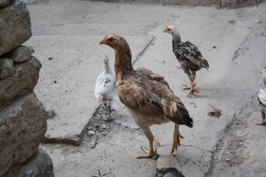 Yavruları olan tavuk mu tavuk mu?